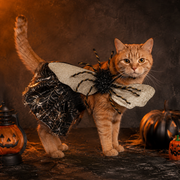 Halloween  pet costume